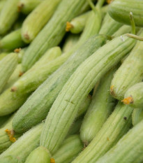 Okurka arménská - Cucumis melo - semena okurky - 6 ks