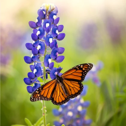 Ráj pro hmyz - semena Kiepenkerl - směs - 40 g