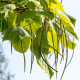 Katalpa severní - Catalpa speciosa - semena katalpy - 8 ks