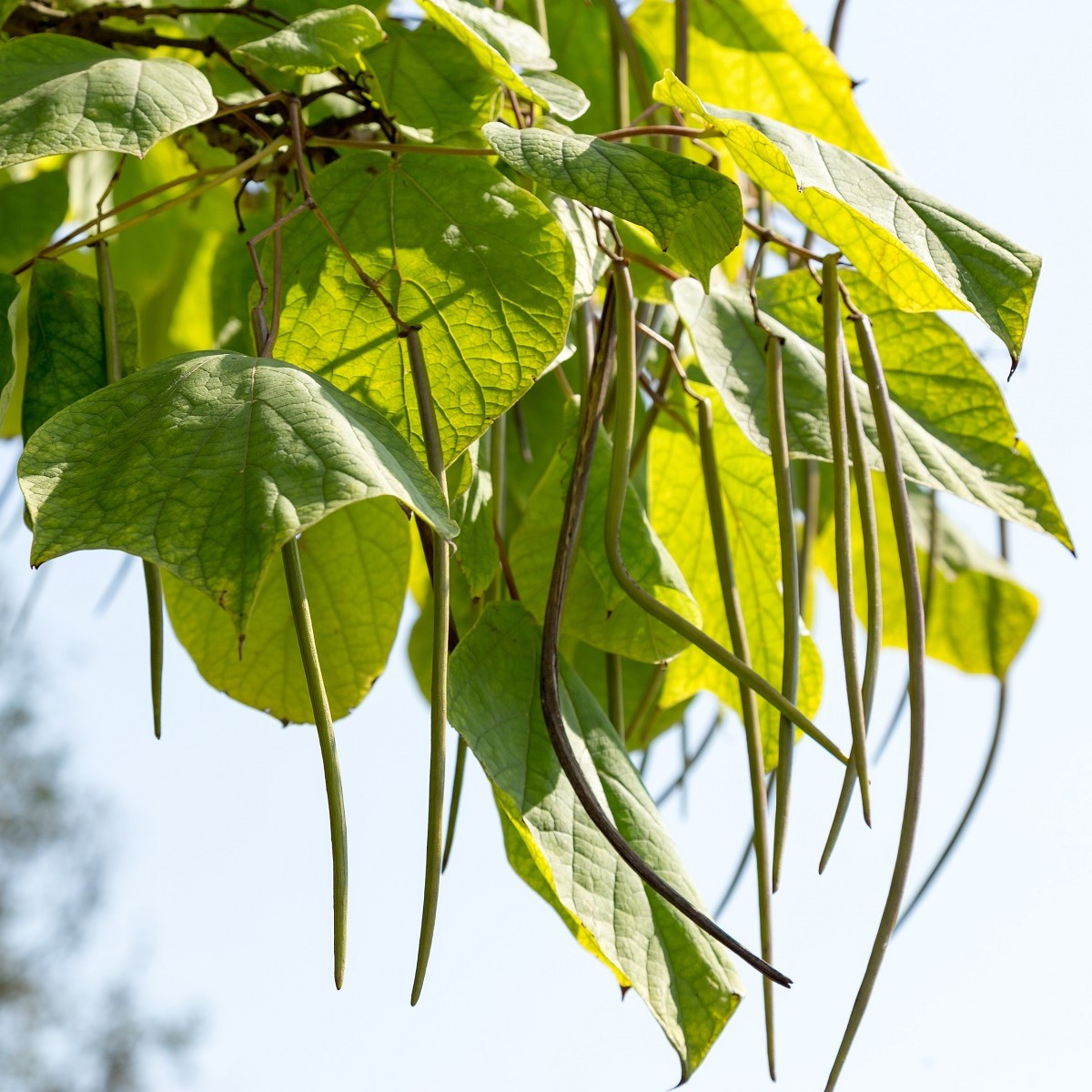 Katalpa severní - Catalpa speciosa - semena katalpy - 8 ks