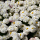 Sedmikráska středně plnokvětá bílá - Bellis perennis - semena sedmikrásky - 0,1 g