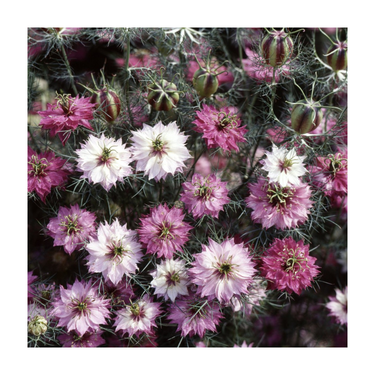 Černucha damašská růžovobílá směs - Nigella damascena - semena černuchy - 200 ks