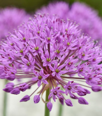Česnek Red Giant - Allium - cibule okrasného česneku - 3 ks