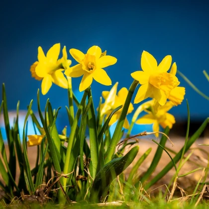 Narcis Baby Moon - Narcissus jonquilla - cibule narcisu - 3 ks