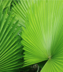 Palma - Carludovica rotundifolia - semena palmy - 3 ks