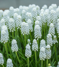 Modřenec bílý - Muscari aucheri - cibule modřence - 5 ks