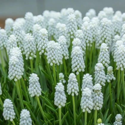 Modřenec bílý - Muscari aucheri - cibule modřence - 5 ks