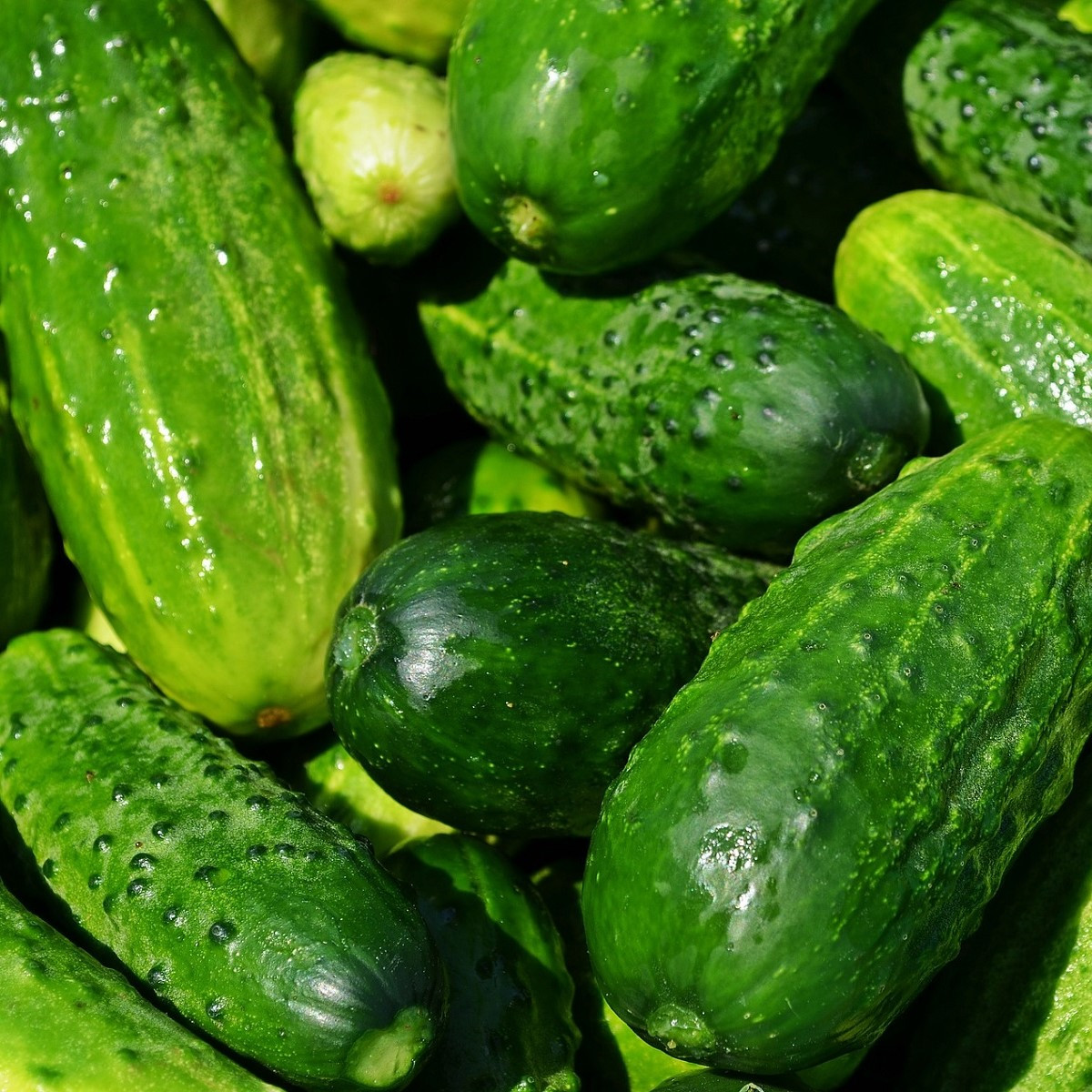Okurka nakládačka Rhinsk Drue - Cucumis sativus - semena okurky - 20 ks
