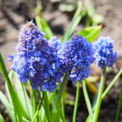 Modřenec Blue Spike - Muscari aucheri - cibule modřence - 5 ks