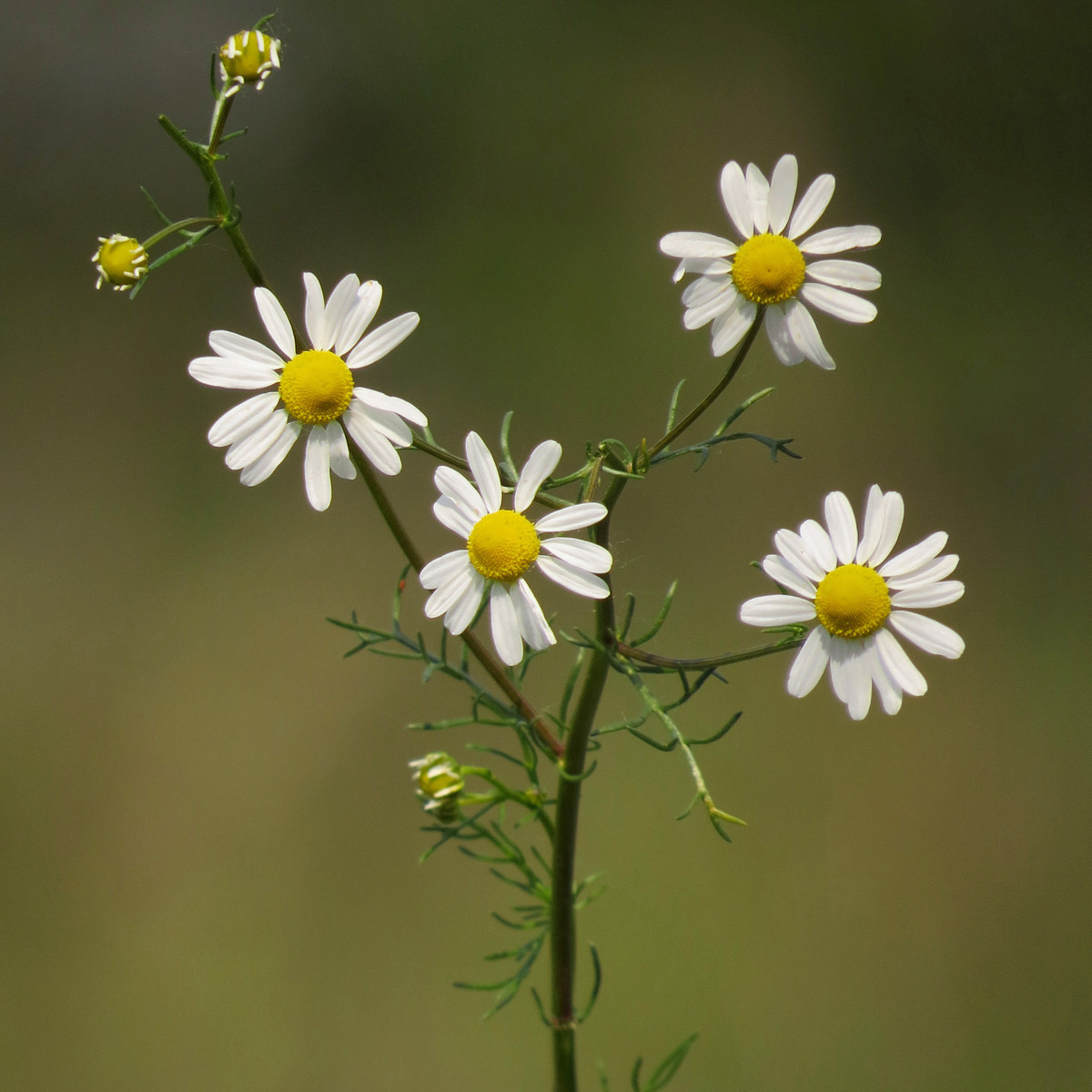 BIO Heřmánek pravý - Matricaria recutita - bio semena heřmánku - 600 ks