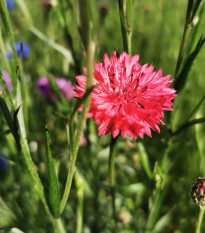 BIO Chrpa červená - Centaurea cyanus - bio semena chrpy - 50 ks