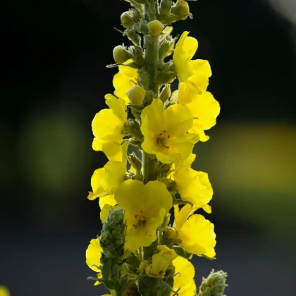 BIO Divizna velkokvětá - Verbascum densiflorum - bio semena divizny - 300 ks