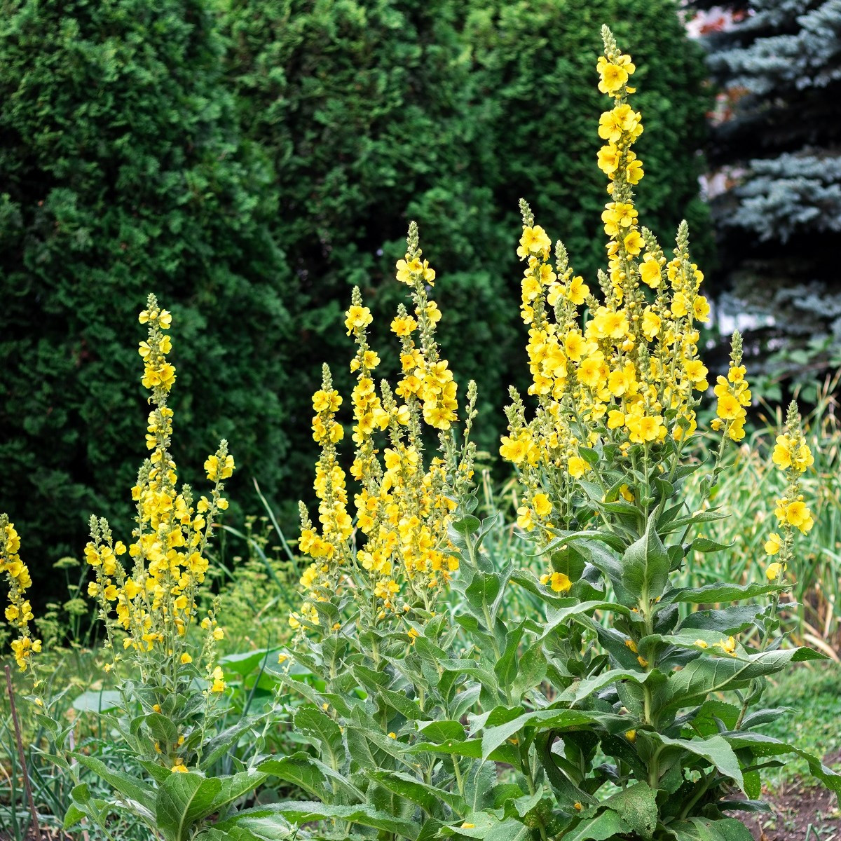 BIO Divizna velkokvětá - Verbascum densiflorum - bio semena divizny - 300 ks