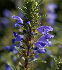 BIO Včelník moldavský - Dracocephalum moldavica - bio semena včelníku - 150 ks