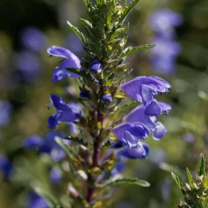 BIO Včelník moldavský - Dracocephalum moldavica - bio semena včelníku - 150 ks