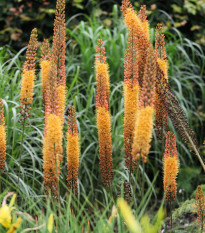 Liliochvostec Kleopatra - Eremurus - hlízy liliochvostce - 1 ks