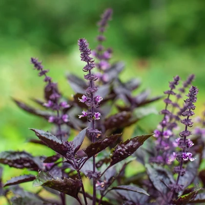 BIO Bazalka pravá červená - Ocimum basilicum - bio semena bazalky - 100 ks