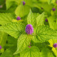BIO Agastache fenyklová - Agastache foeniculum - bio semena agastache - 100 ks