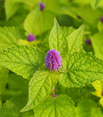 BIO Agastache fenyklová - Agastache foeniculum - bio semena agastache - 100 ks