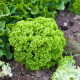 BIO Salát listový Lollo Bionda Limeira - Lactuca sativa - bio semena salátu - 20 ks