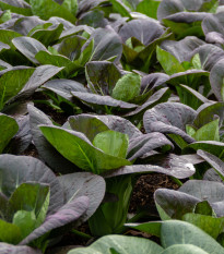 Pak Choi Baraku F1 - Brassica rapa chinensis - semena pak choi - 50 ks