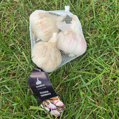 Havel ültetőhagyma – Allium sativum – keményfokhagyma – 1 csomag