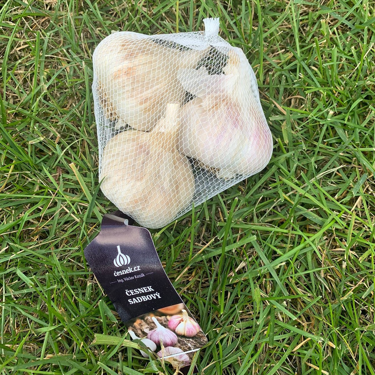 Havel ültetőhagyma – Allium sativum – keményfokhagyma – 1 csomag
