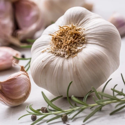 Sadbový česnek Slavin II - Allium sativum - paličák - cibule česneku - 1 balení