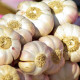Sadbový česnek Japo II - Allium sativum - nepaličák - cibule česneku - 1 balení