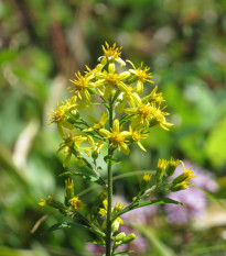 Közönséges aranyvessző – Solidago virgaurea – aranyvessző magok – 20 db