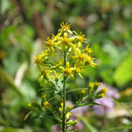 Közönséges aranyvessző – Solidago virgaurea – aranyvessző magok – 20 db