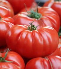 Rajče Brutus - Solanum lycopersicum - semena rajčete - 7 ks