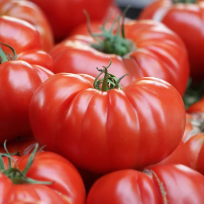 Rajče Brutus - Solanum lycopersicum - semena rajčete - 7 ks