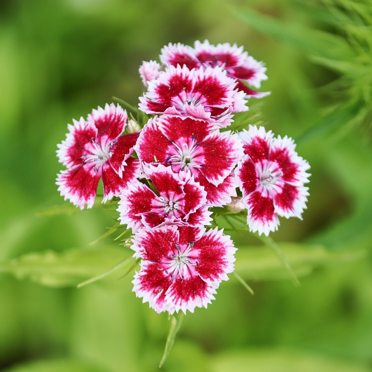 Hvozdík Super Parfait F1 - Dianthus Super Parf. Raspberry - semena hvozdíku - 16 ks