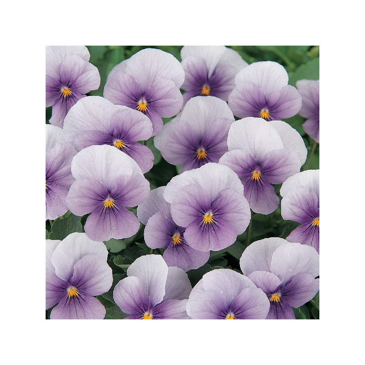 Violka rohatá Sorbet Icy Blue - Viola cornuta - semena violky - 20 ks