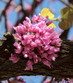 Zmarlika Jidášova - Cercis siliquastrum - semena zmarliky - 6 ks