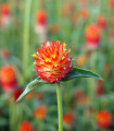 Pestrovka oranžová - Gomphrena haageana - semena pestrovky - 20 ks