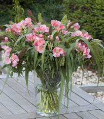 Zářivka velkokvětá Aurora - Godetia amoena - semena zářivky - 0,1 g