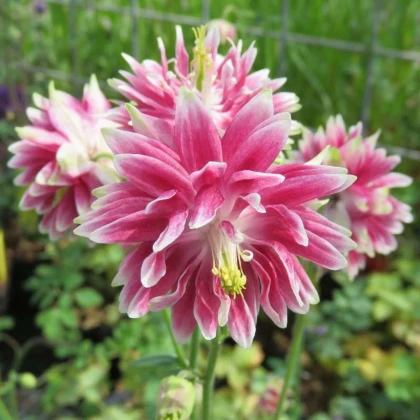 Orlíček Nora Barlow - Aquilegia vulgaris - semena orlíčku - 30 ks