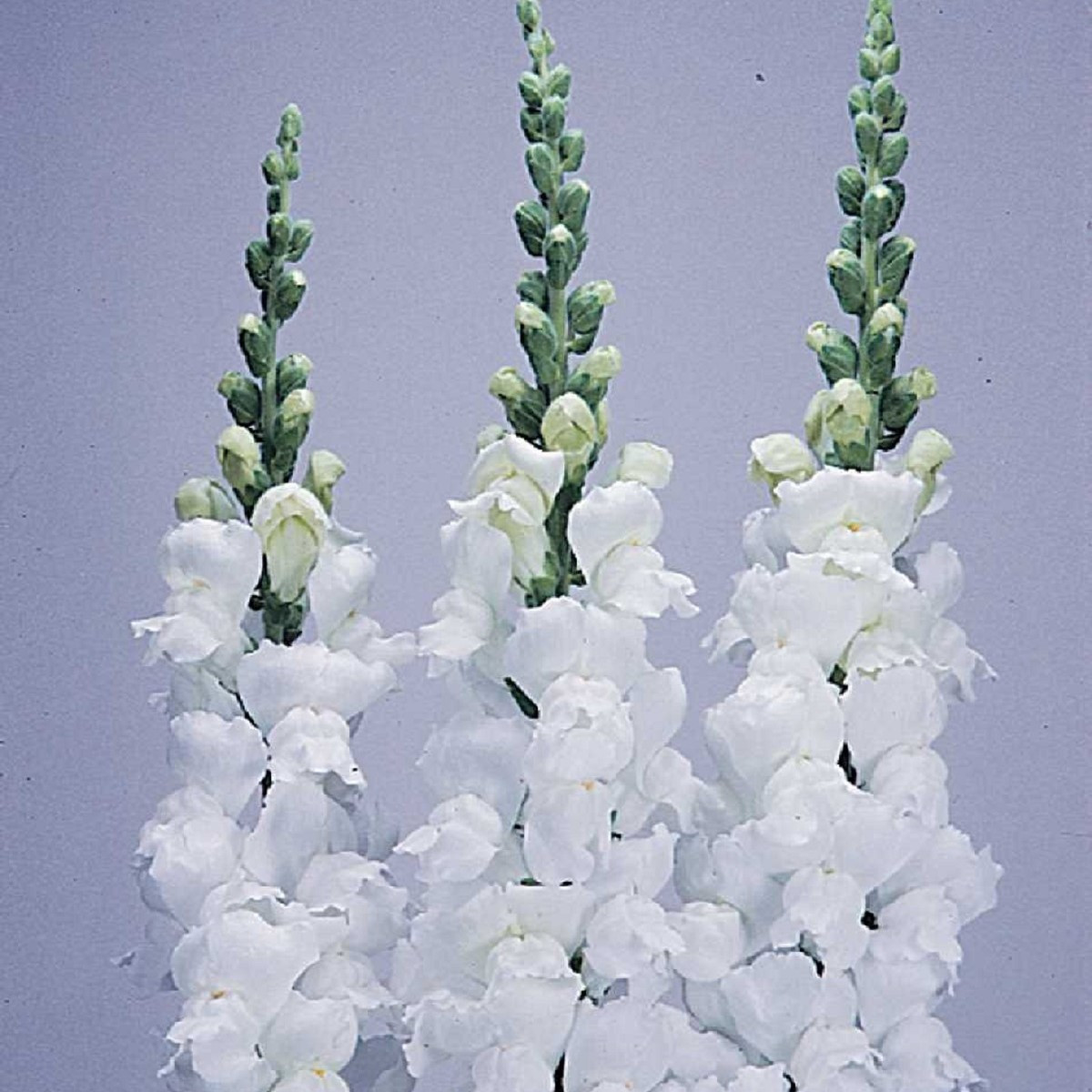 Hledík větší bílý - Antirrhinum majus - semena hledíku - 35 ks