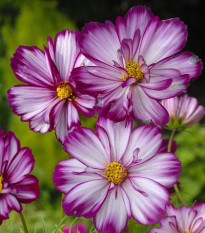 Krásenka zpeřená Fizzy Rose - Cosmos bipinnatus - semena krásenky - 80 ks