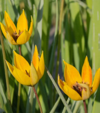 Tulipán lesní - Tulipa sylvestris - cibule tulipánu - 3 ks