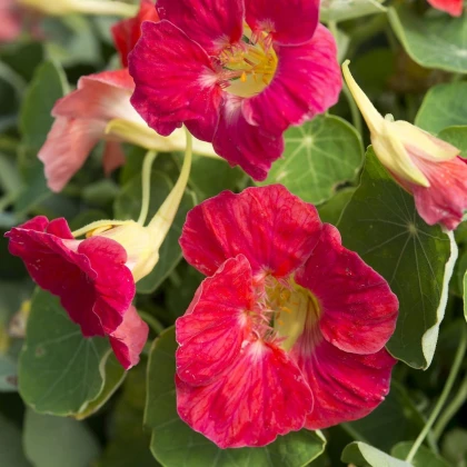 Lichořeřišnice nízká Tip Top Rose - Tropaeolum minus - semena lichořeřišnice - 10 ks