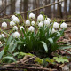 Bledule letní - Leucojum aestivum - cibule bledule - 2 ks