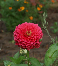 Ostálka jiřinkokvětá červená - Zinnia elegans - semena ostálky - 50 ks