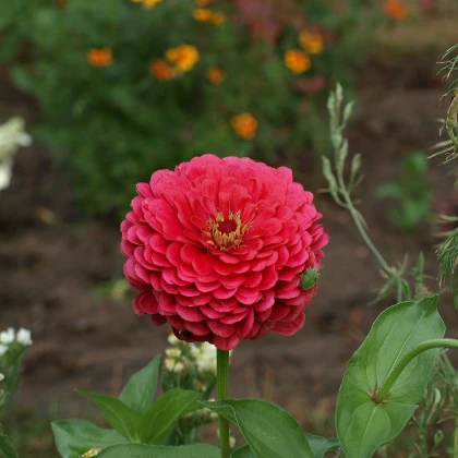 Ostálka jiřinkokvětá červená - Zinnia elegans - semena ostálky - 50 ks