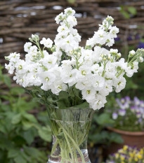 Fiala letní bílá - Matthiola incana - semena fialy - 60 ks