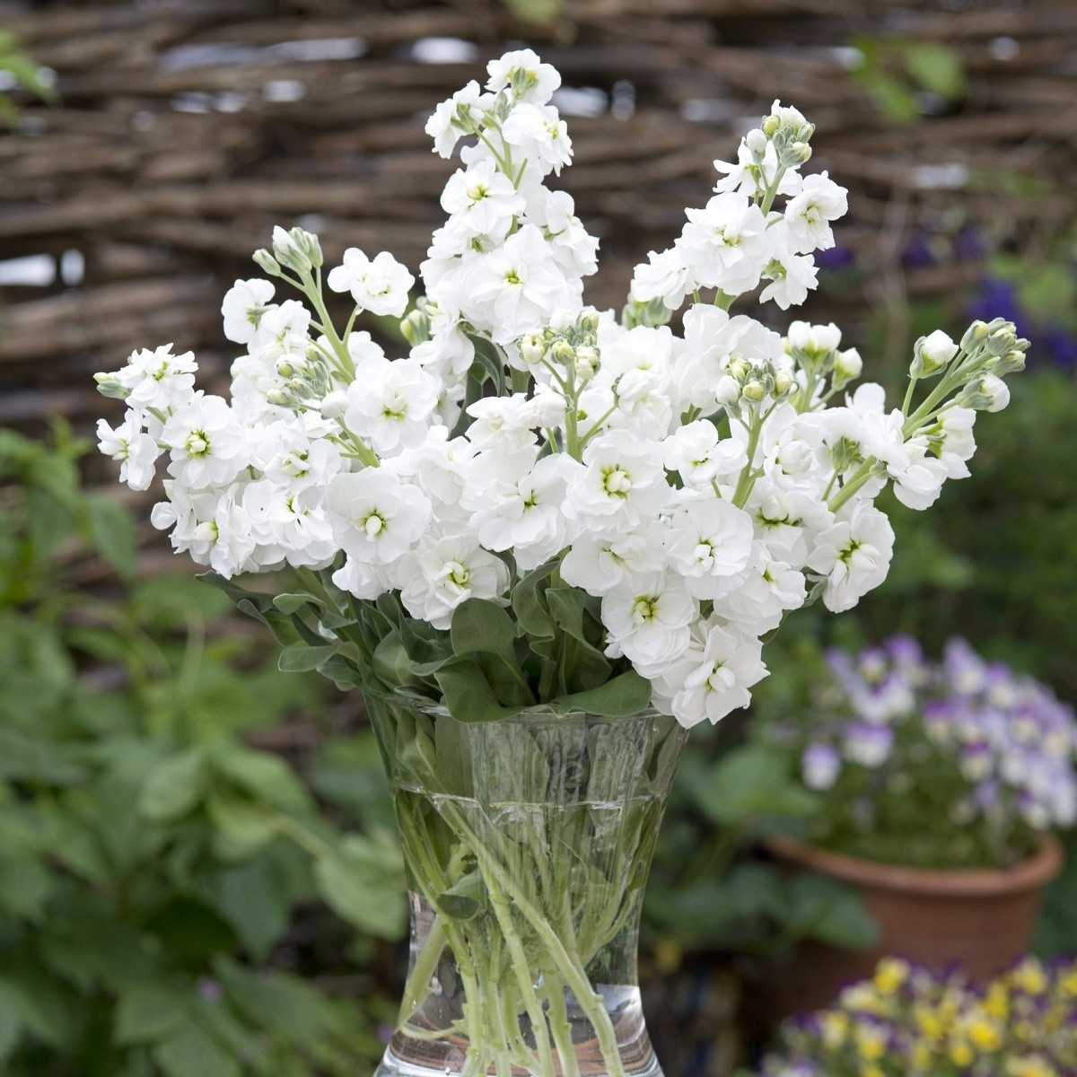 Fiala letní bílá - Matthiola incana - semena fialy - 60 ks