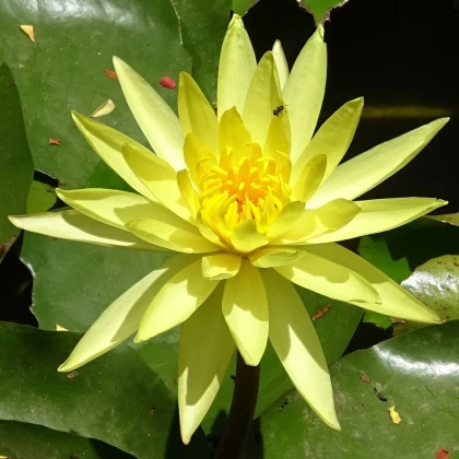 Leknín žlutý - Nymphaea - semena leknínu - 5 ks