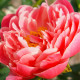 Pivoňka Coral Sunset - Paeonia lactiflora - hlízy pivoňky - 1 ks